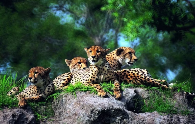 Masai Mara 3-day safari at Mara Engai Wilderness Lodge - Image 2